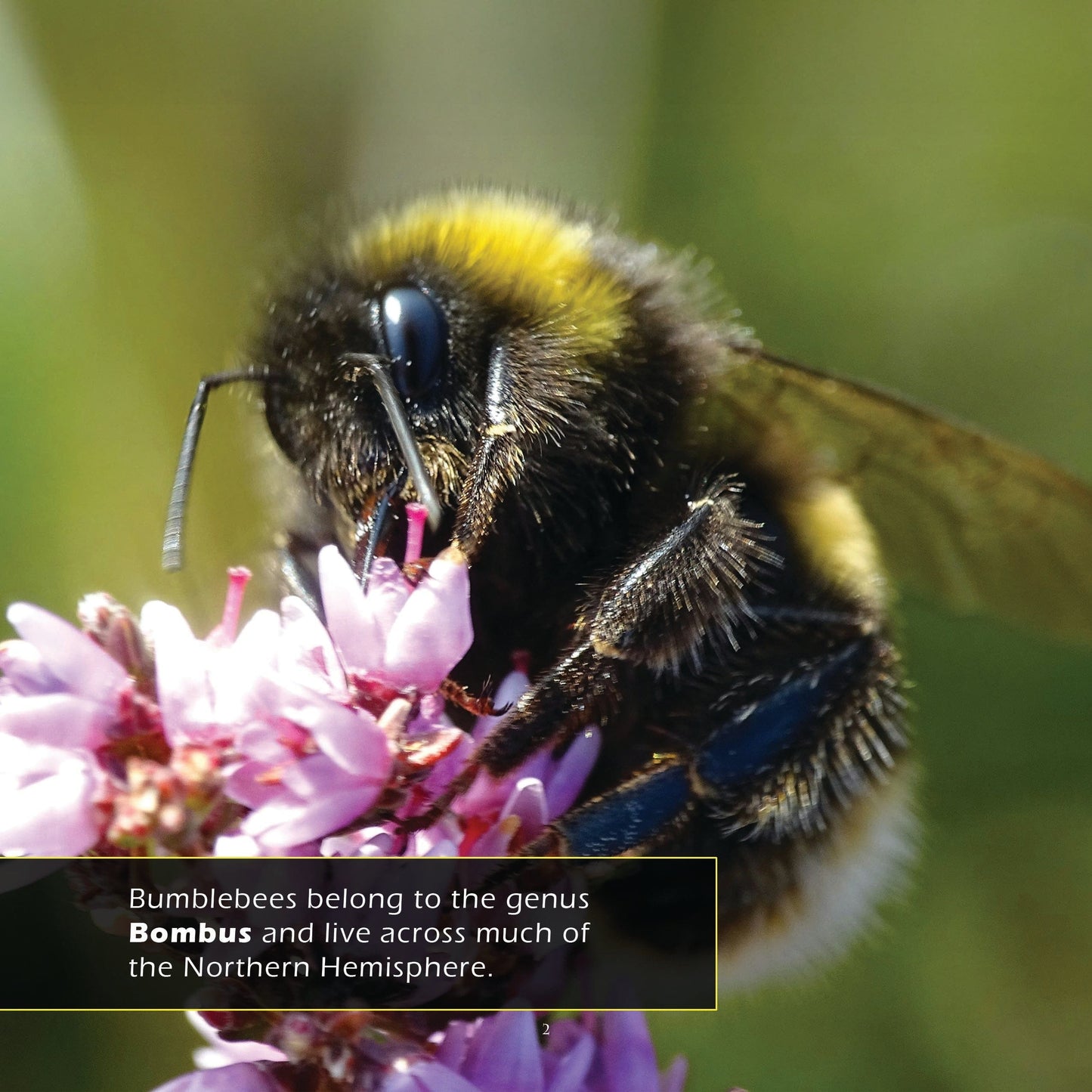 Bumblebees! A My Incredible World Picture Book for Children