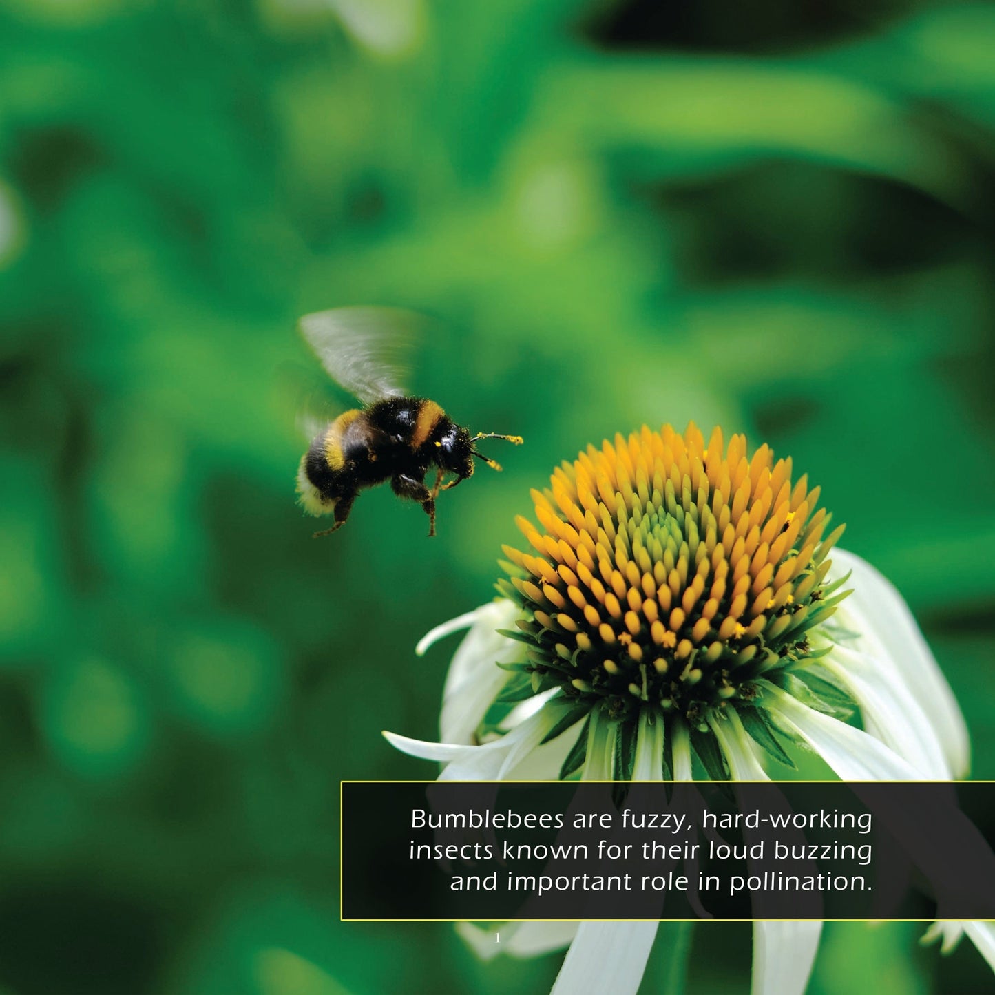 Bumblebees! A My Incredible World Picture Book for Children