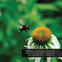Bumblebees! A My Incredible World Picture Book for Children