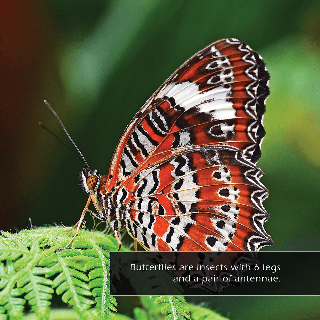 Butterflies! A My Incredible World Picture Book for Children