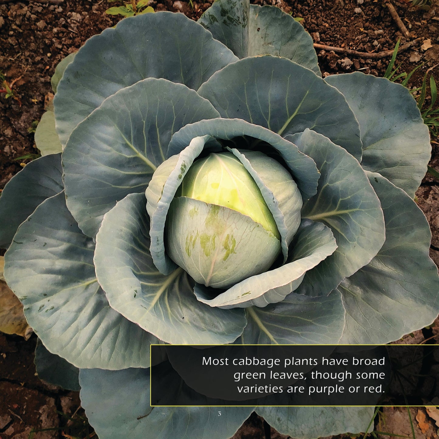 Cabbage! A My Incredible World Picture Book for Children