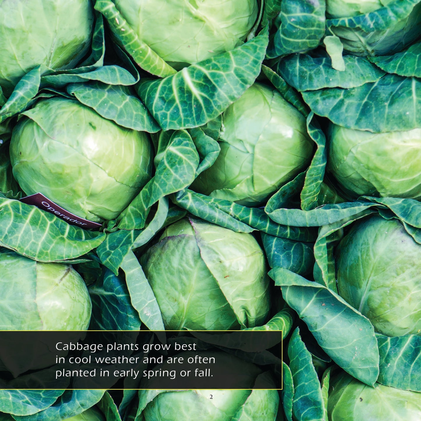 Cabbage! A My Incredible World Picture Book for Children