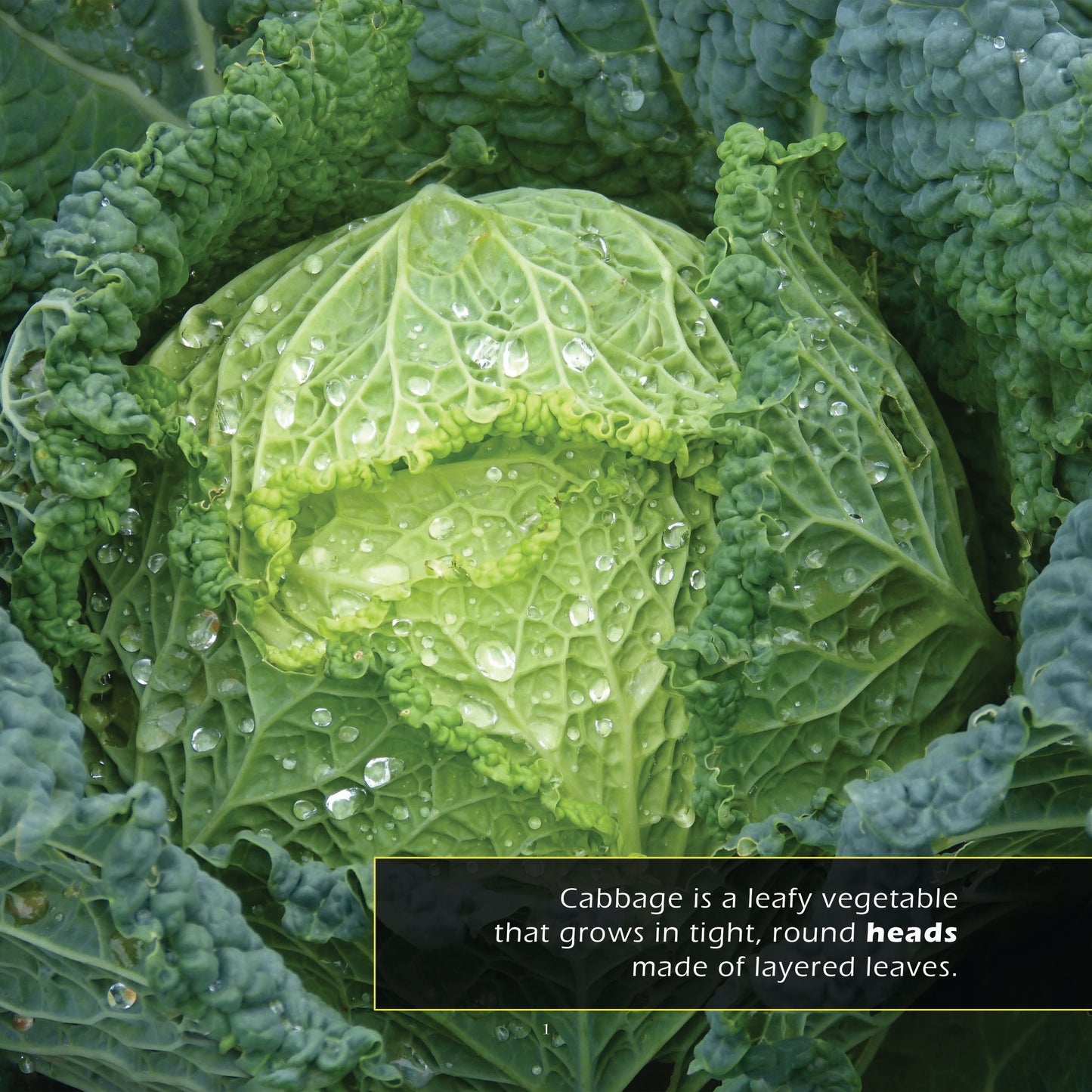 Cabbage! A My Incredible World Picture Book for Children