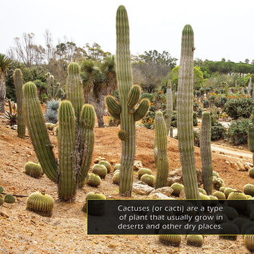 Cactuses! A My Incredible World Picture Book for Children