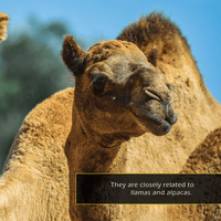 Camels! A My Incredible World Picture Book for Children