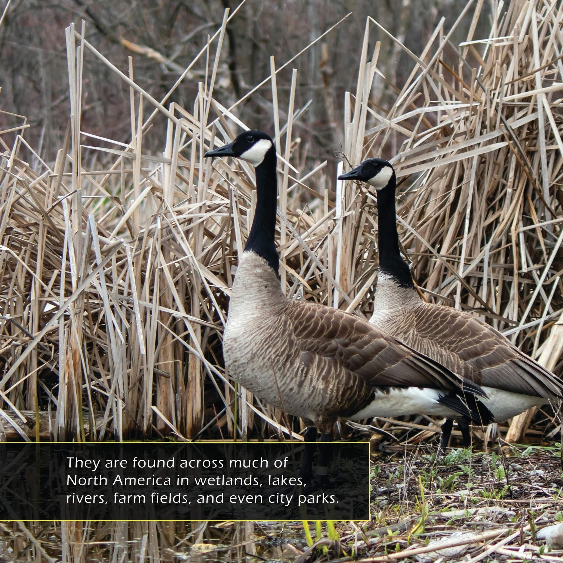 Canada Geese! A My Incredible World Picture Book for Children