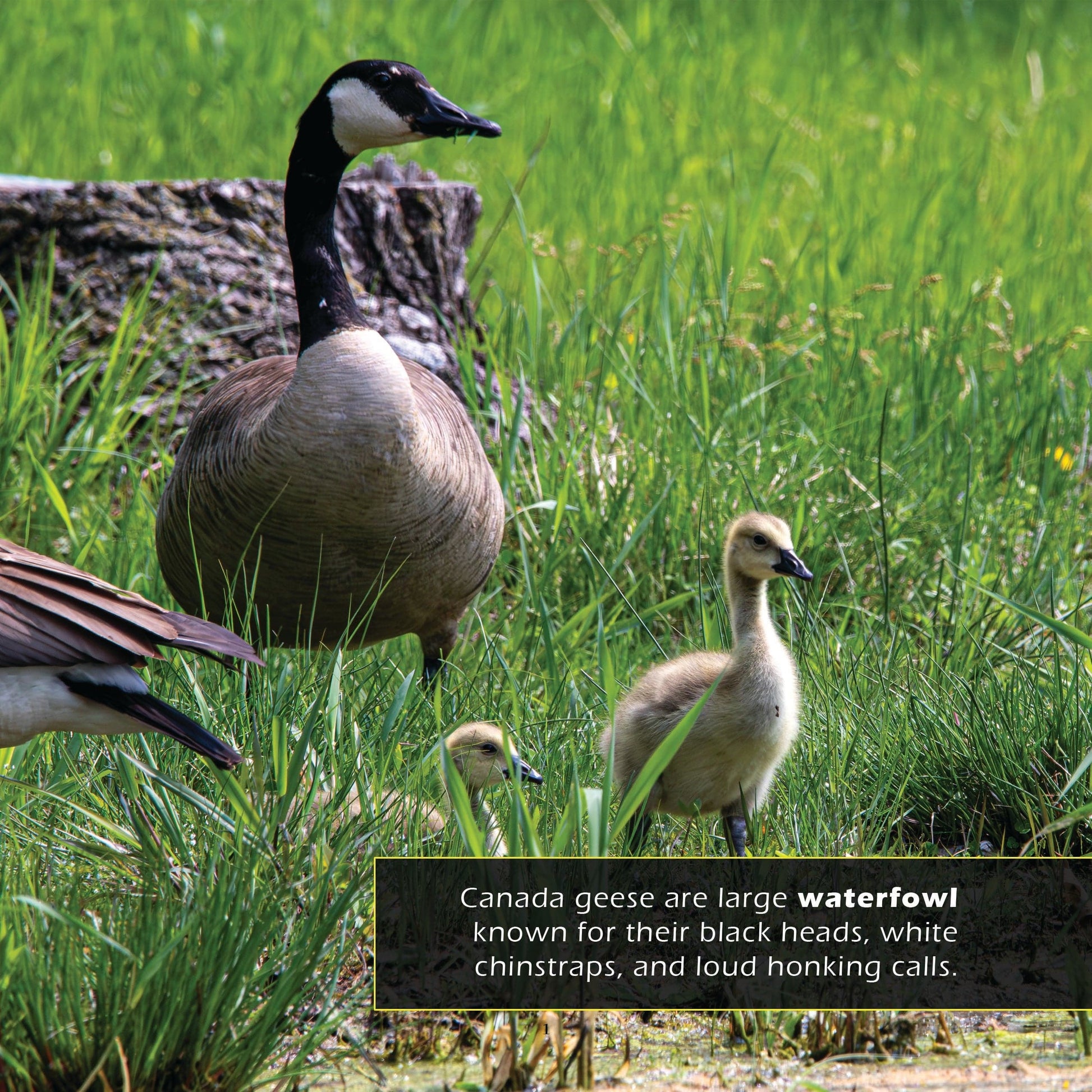 Canada Geese! A My Incredible World Picture Book for Children