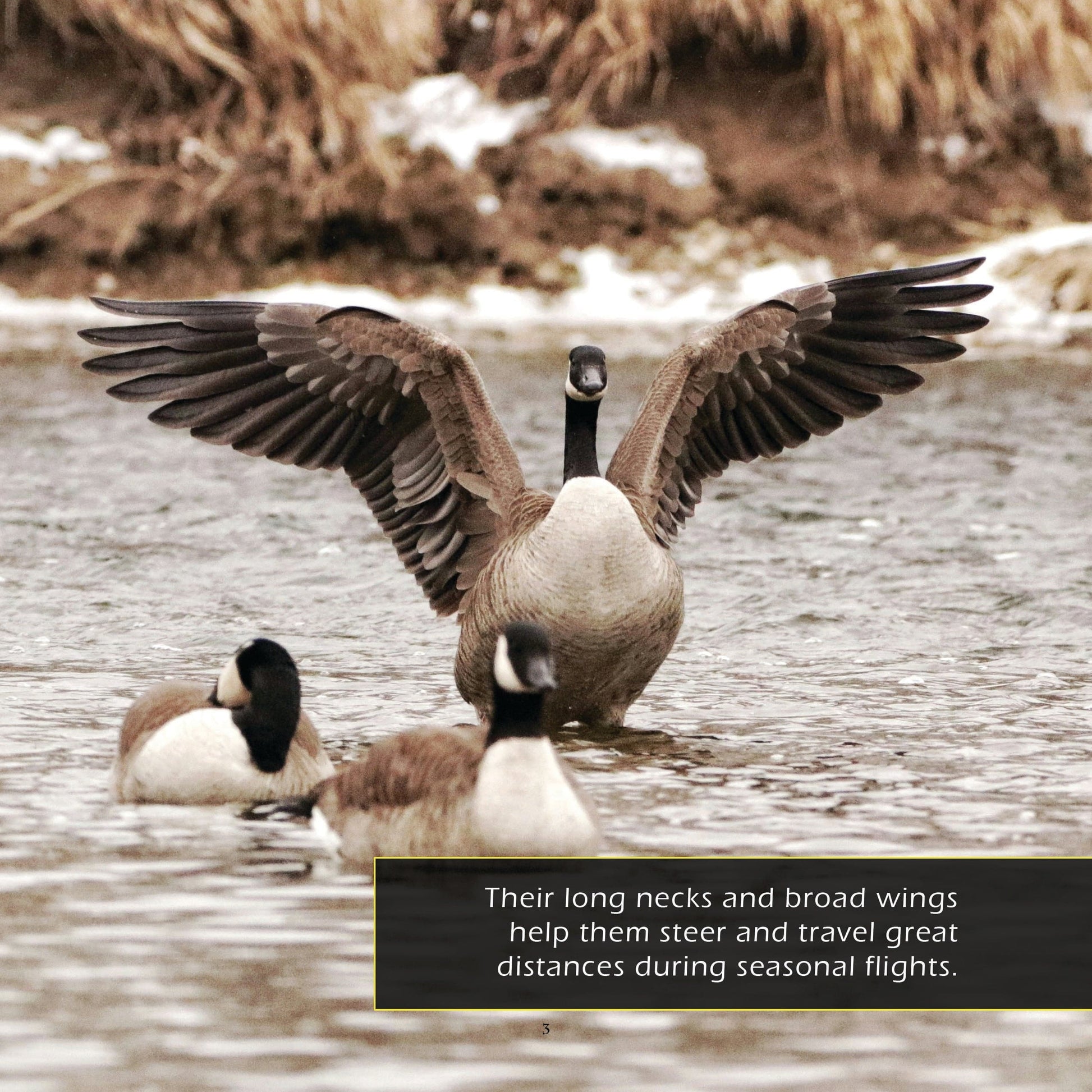 Canada Geese! A My Incredible World Picture Book for Children