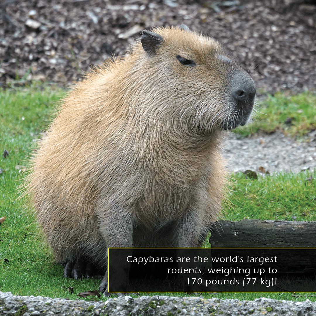 Capybaras! A My Incredible World Picture Book for Children