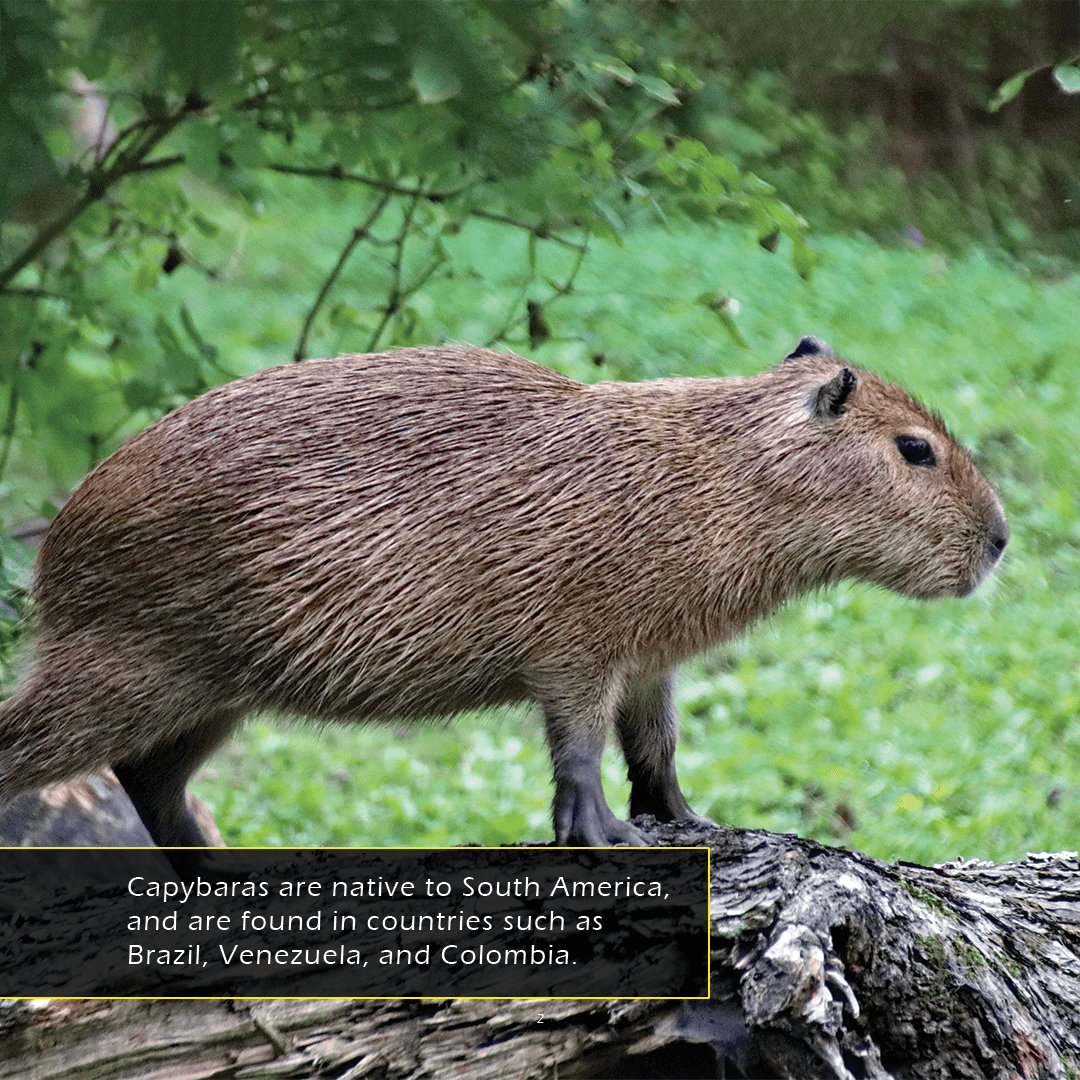 Capybaras! A My Incredible World Picture Book for Children