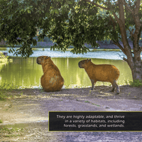 Capybaras! A My Incredible World Picture Book for Children