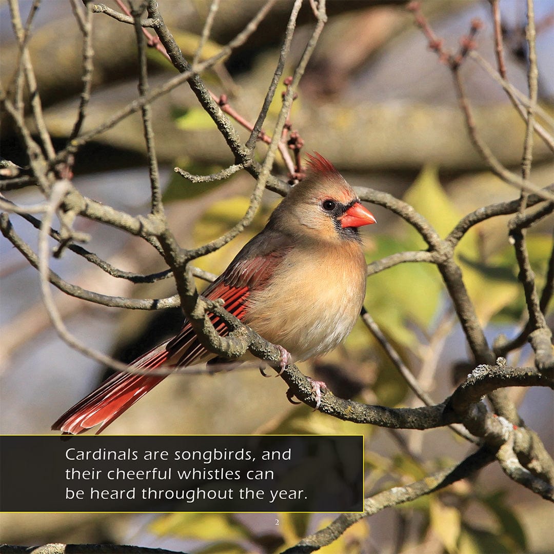 Cardinals! A My Incredible World Picture Book for Children