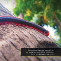 Centipedes and Millipedes! A My Incredible World Picture Book for Children