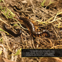 Centipedes and Millipedes! A My Incredible World Picture Book for Children