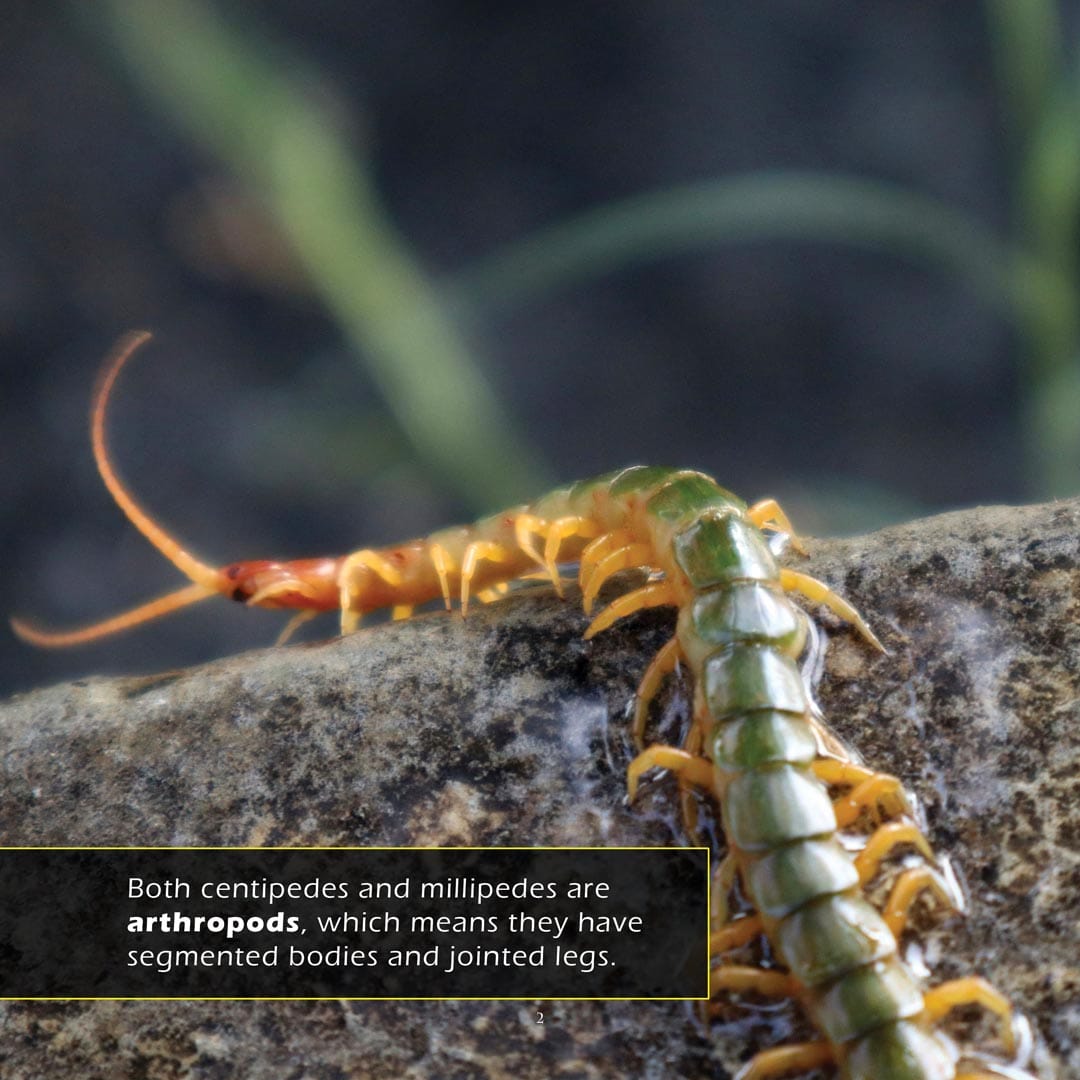 Centipedes and Millipedes! A My Incredible World Picture Book for Children