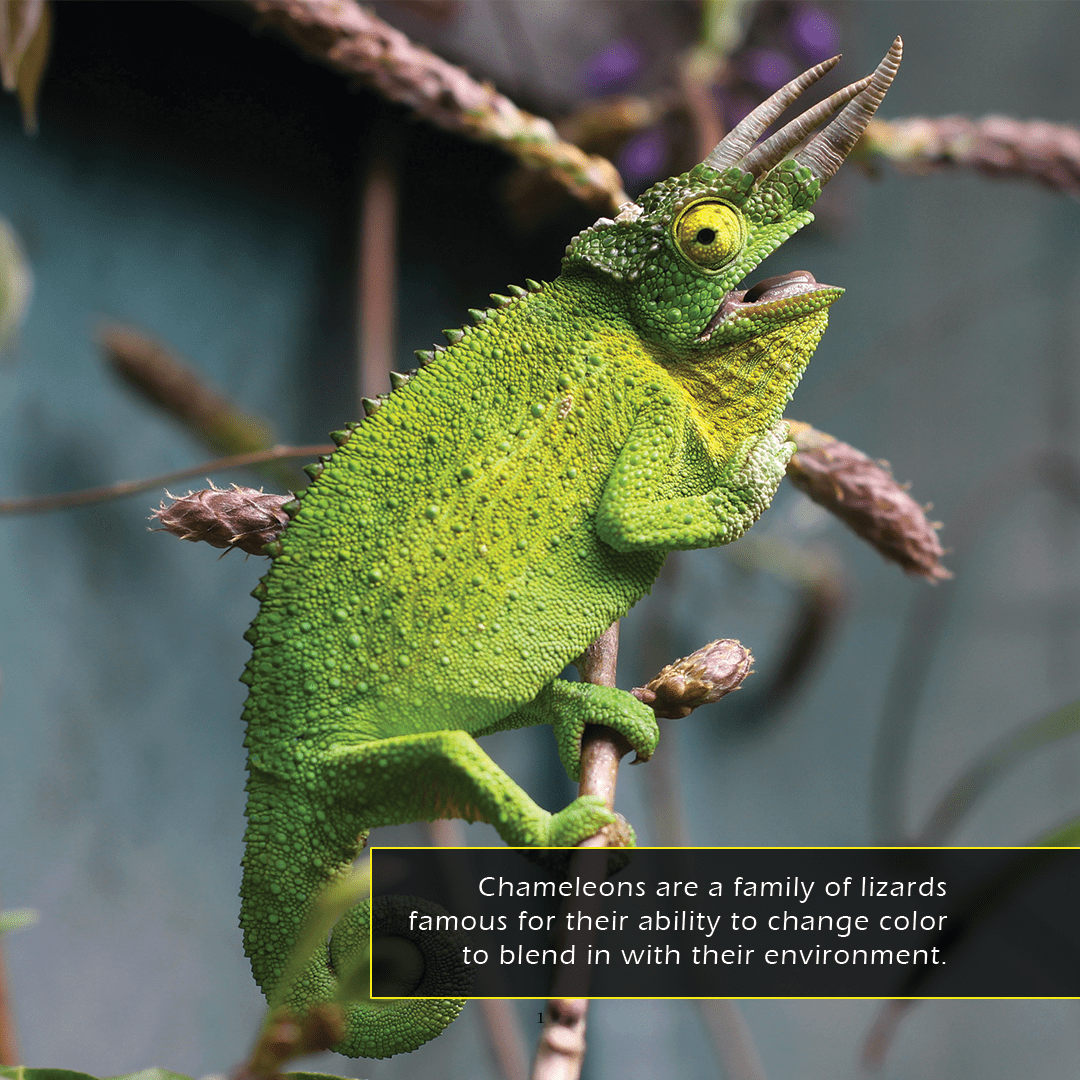 Chameleons! A My Incredible World Picture Book for Children