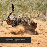 Cheetahs! A My Incredible World Picture Book for Children