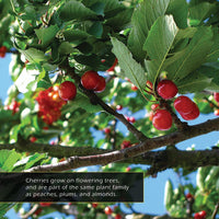 Cherries! A My Incredible World Picture Book for Children