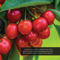 Cherries! A My Incredible World Picture Book for Children