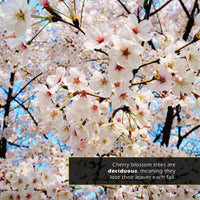 Cherry Blossoms! A My Incredible World Picture Book for Children
