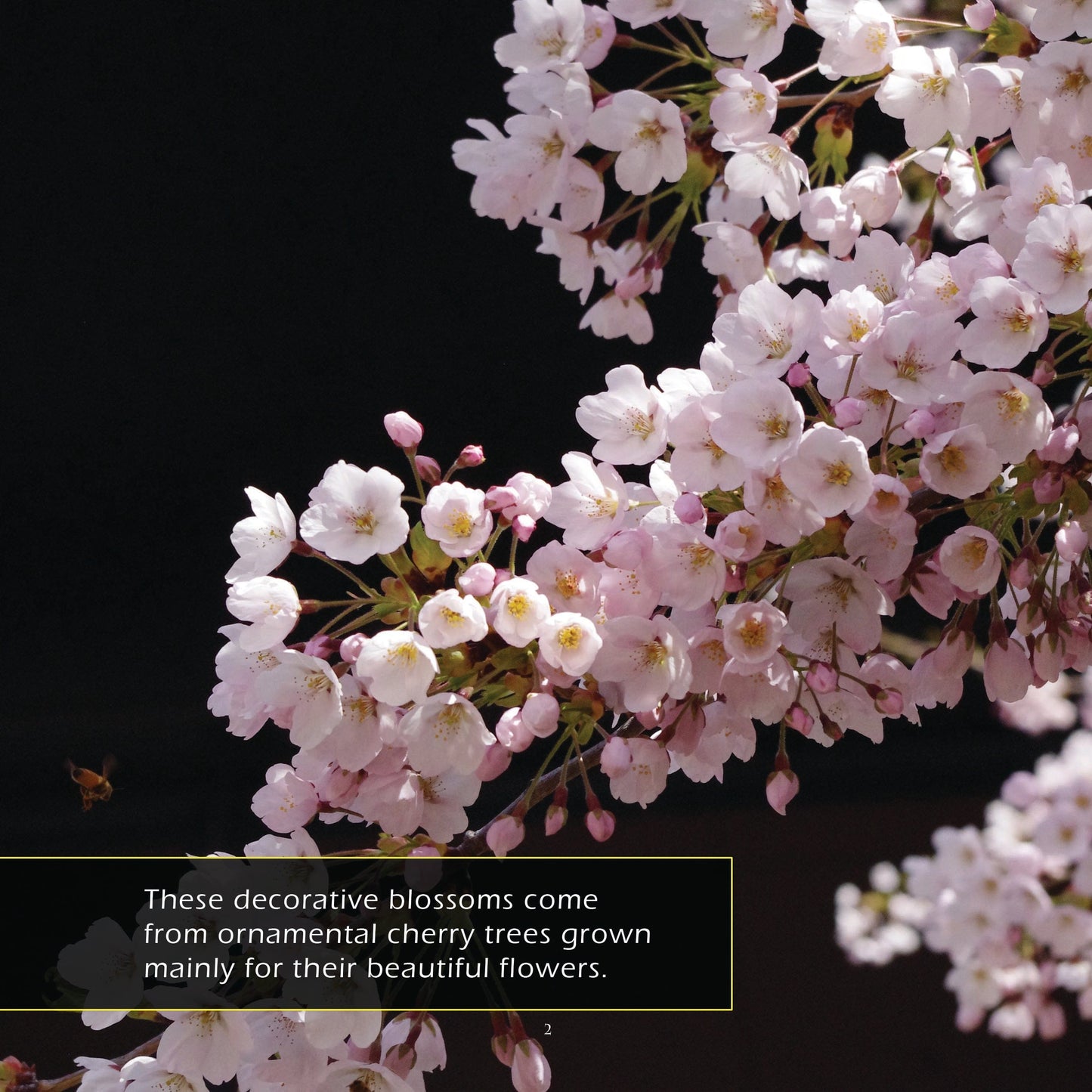 Cherry Blossoms! A My Incredible World Picture Book for Children