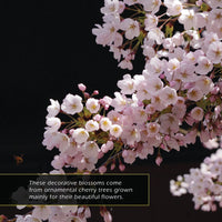 Cherry Blossoms! A My Incredible World Picture Book for Children