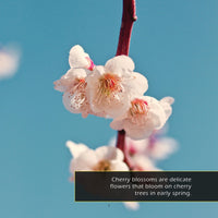 Cherry Blossoms! A My Incredible World Picture Book for Children