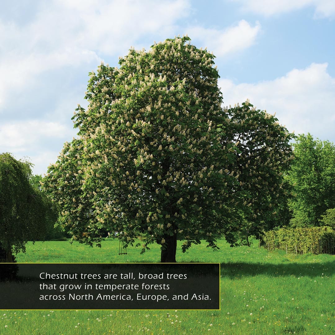 Chestnuts! A My Incredible World Picture Book for Children