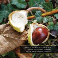 Chestnuts! A My Incredible World Picture Book for Children