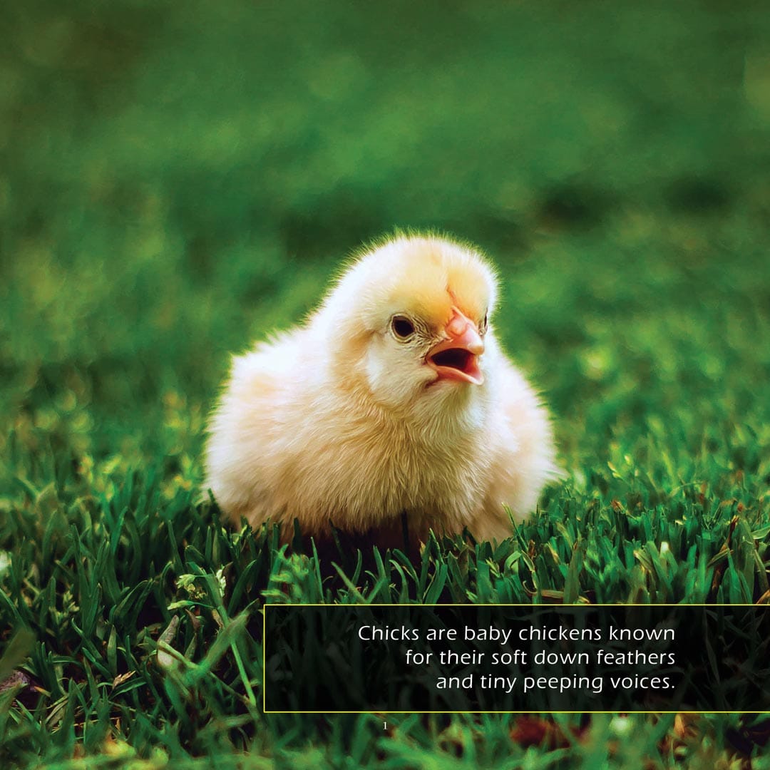 Chicks! A My Incredible World Picture Book for Children