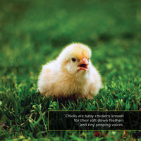 Chicks! A My Incredible World Picture Book for Children