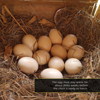 Chicks! A My Incredible World Picture Book for Children