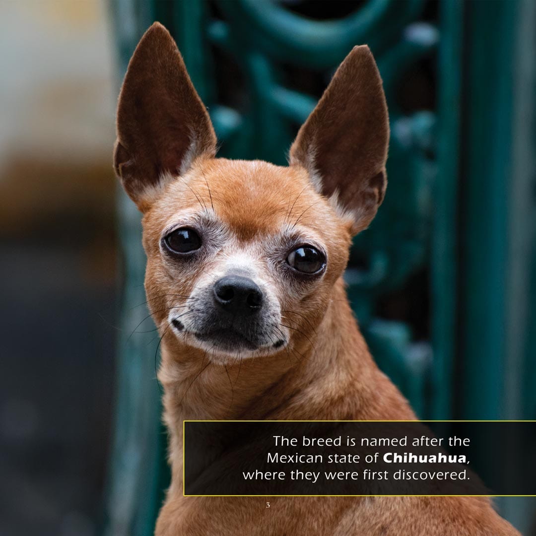 Chihuahuas! A My Incredible World Picture Book For Children