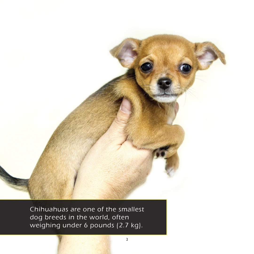 Chihuahuas! A My Incredible World Picture Book For Children