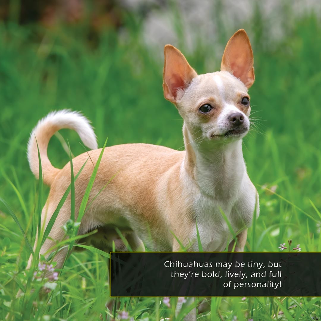 Chihuahuas! A My Incredible World Picture Book For Children