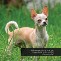 Chihuahuas! A My Incredible World Picture Book For Children