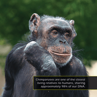 Chimpanzees! A My Incredible World Picture Book for Children