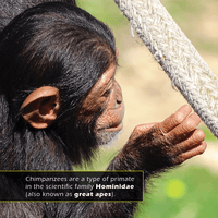 Chimpanzees! A My Incredible World Picture Book for Children