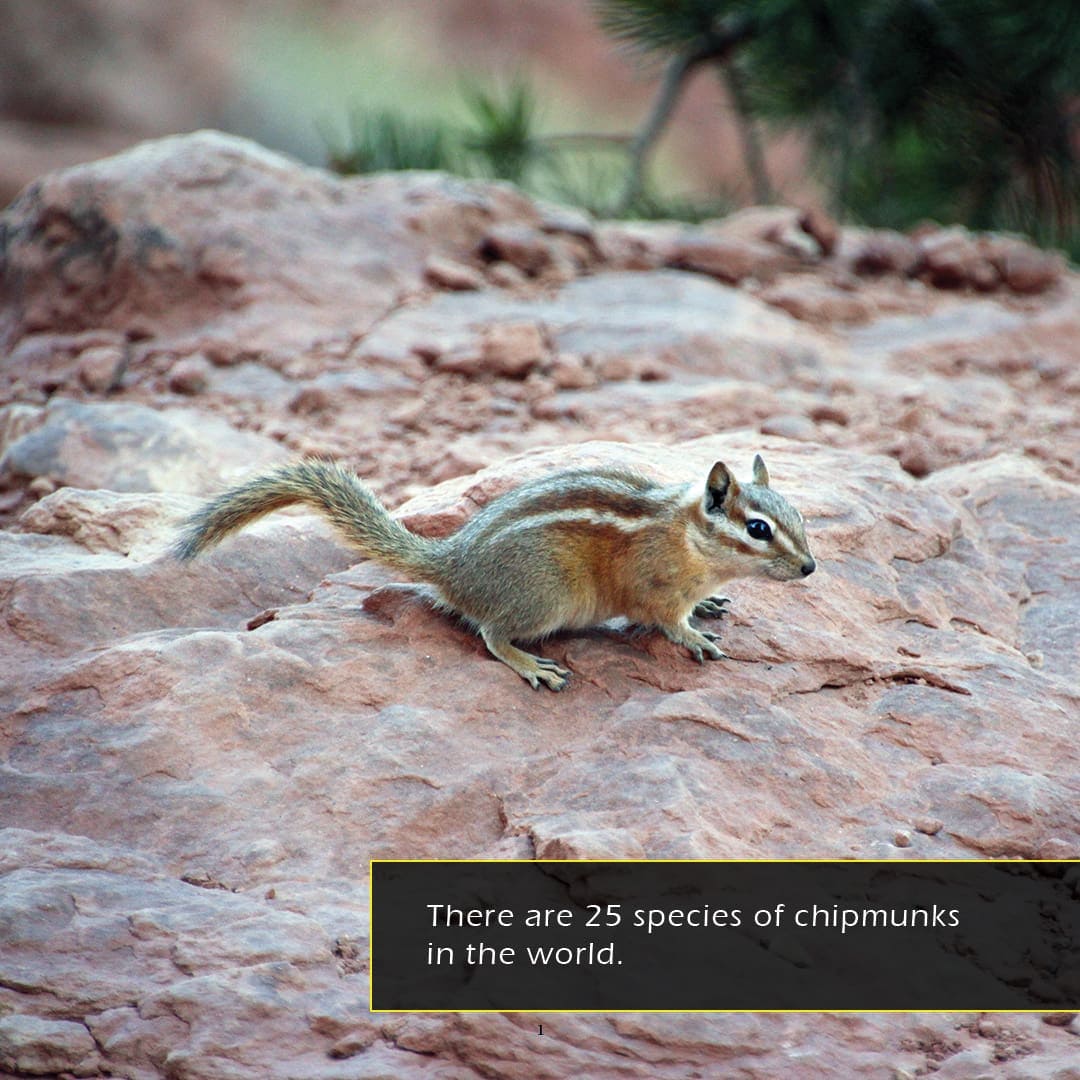 Chipmunks! A My Incredible World Picture Book for Children