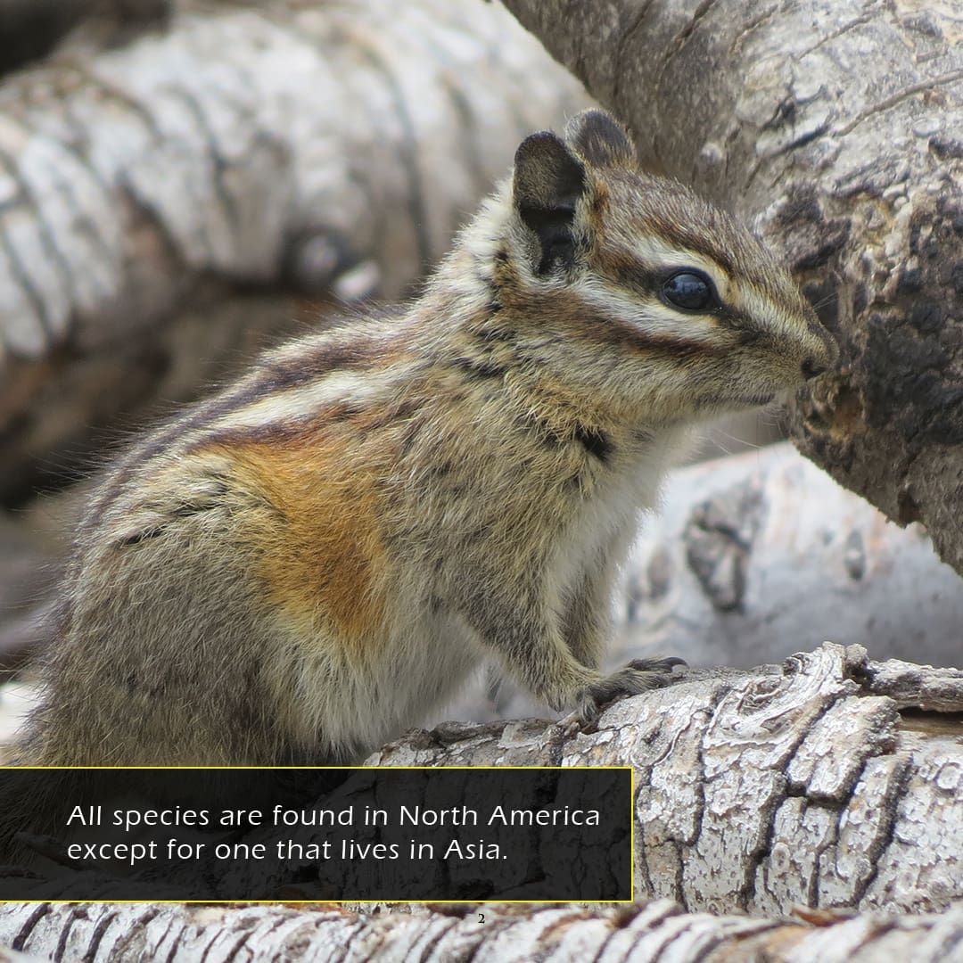 Chipmunks! A My Incredible World Picture Book for Children