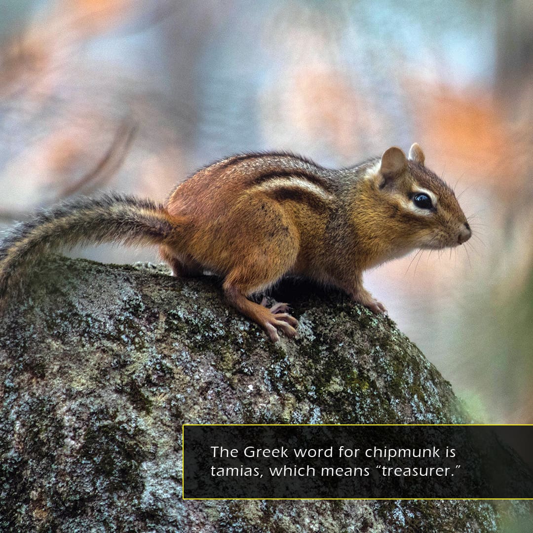 Chipmunks! A My Incredible World Picture Book for Children