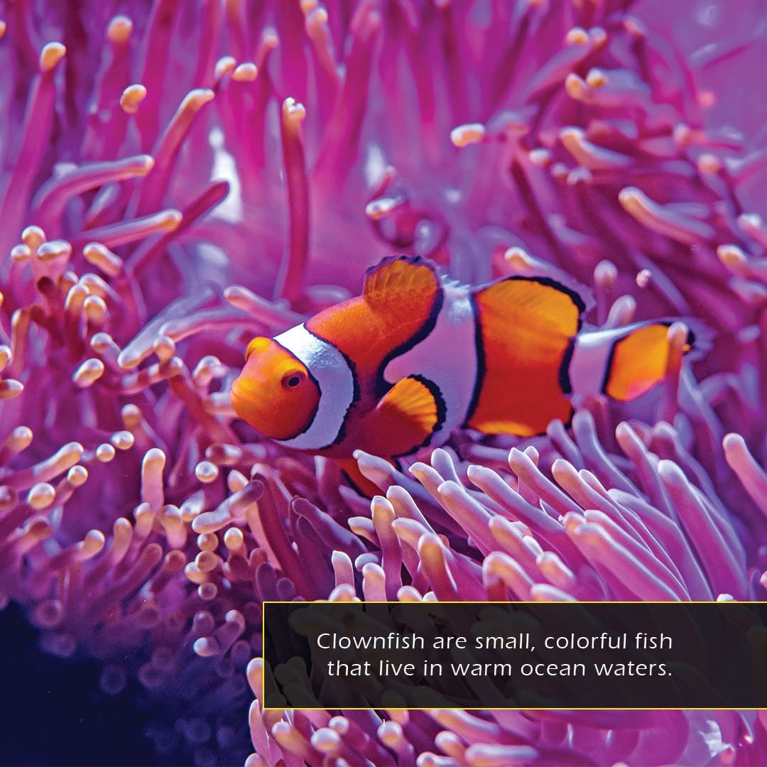 Clownfish! A My Incredible World Picture Book for Children