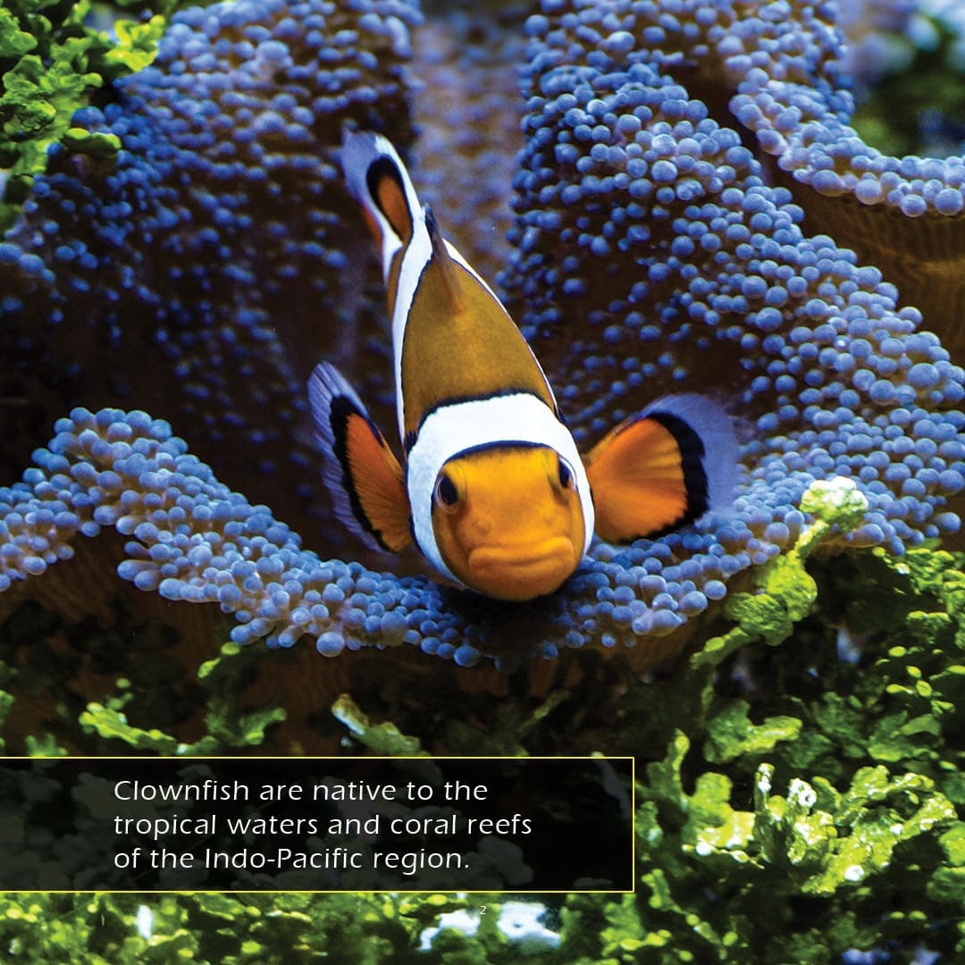 Clownfish! A My Incredible World Picture Book for Children