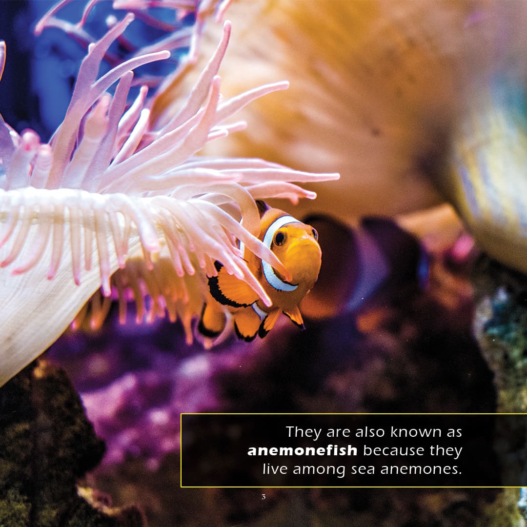 Clownfish! A My Incredible World Picture Book for Children