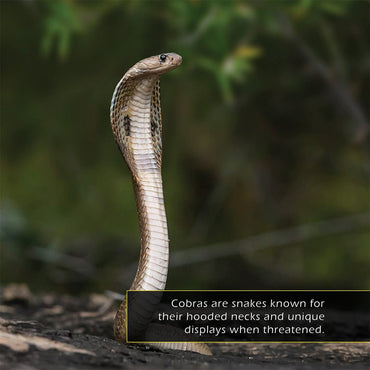 Cobras! A My Incredible World Picture Book for Children