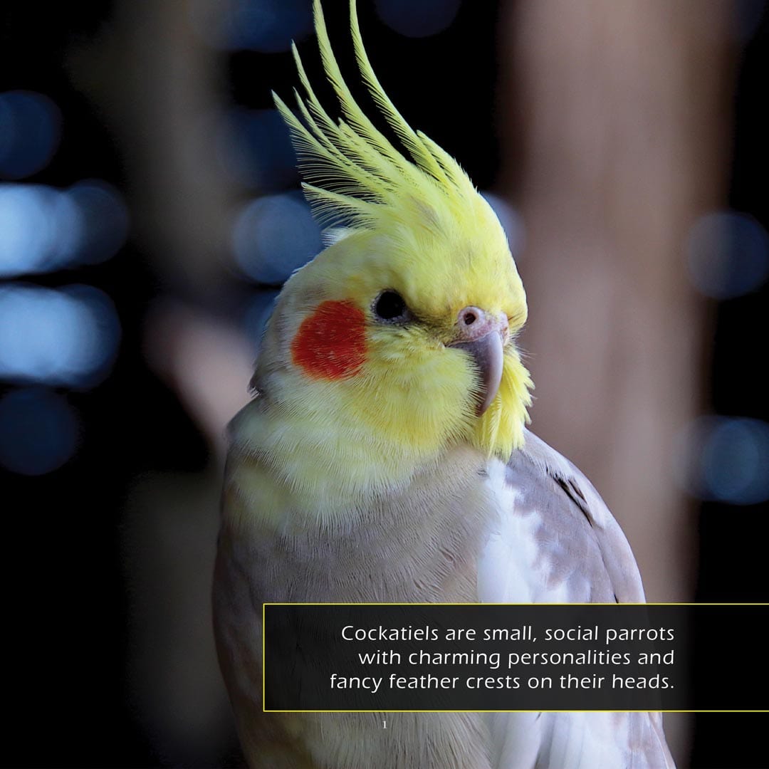 Cockatiels! A My Incredible World Picture Book for Children