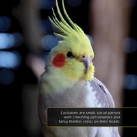 Cockatiels! A My Incredible World Picture Book for Children