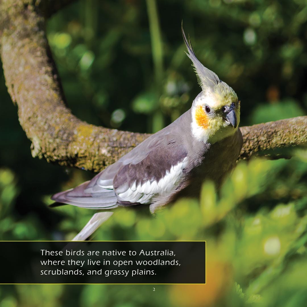 Cockatiels! A My Incredible World Picture Book for Children