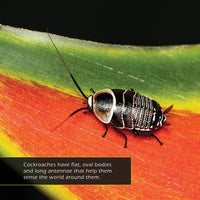 Cockroaches! A My Incredible World Picture Book for Children