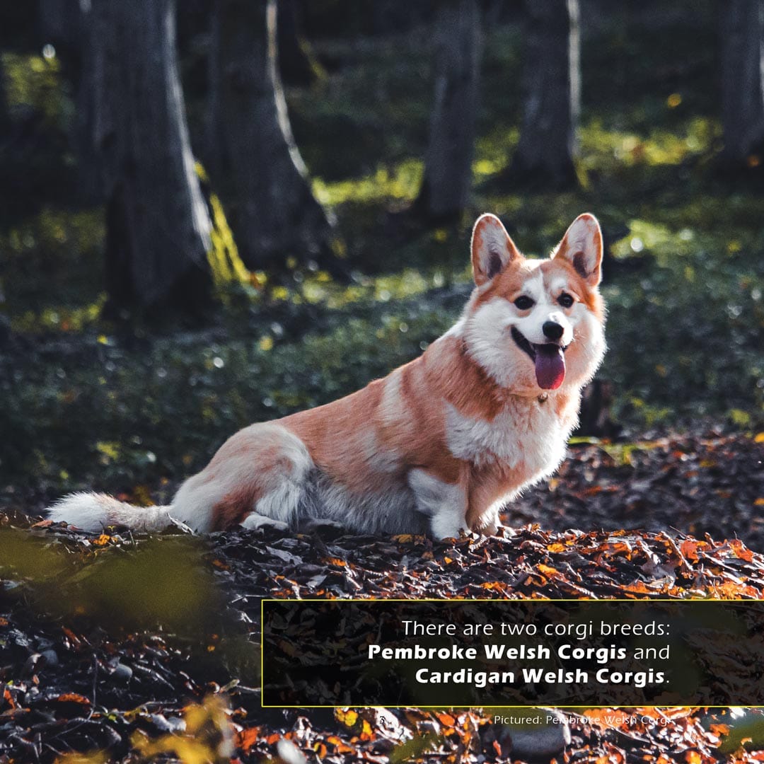 Corgis! A My Incredible World Picture Book for Children